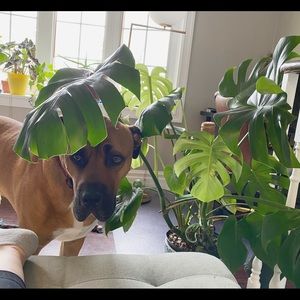 Meet your Posher, Dominique